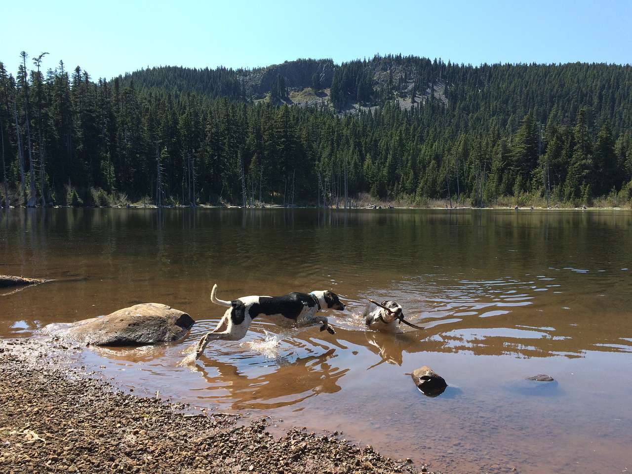 The shore of Rainy Lake is just a short walk from the campground. 
