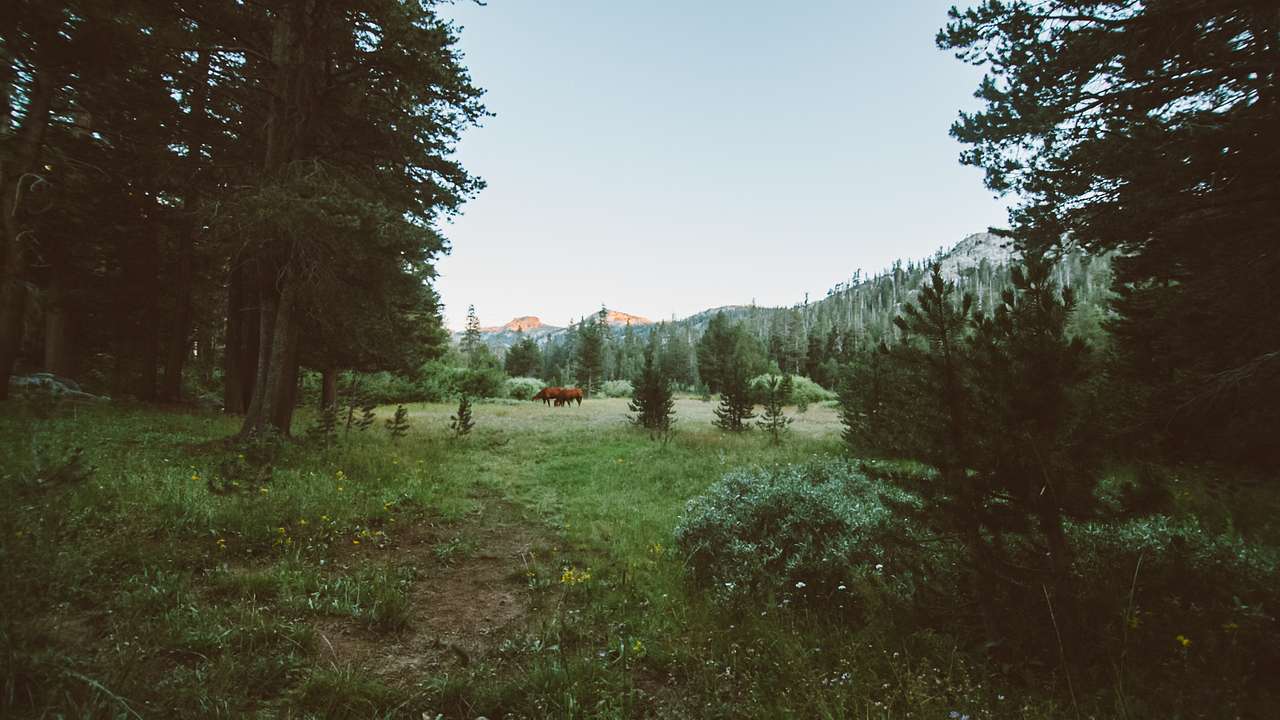 Pacific Valley Campground