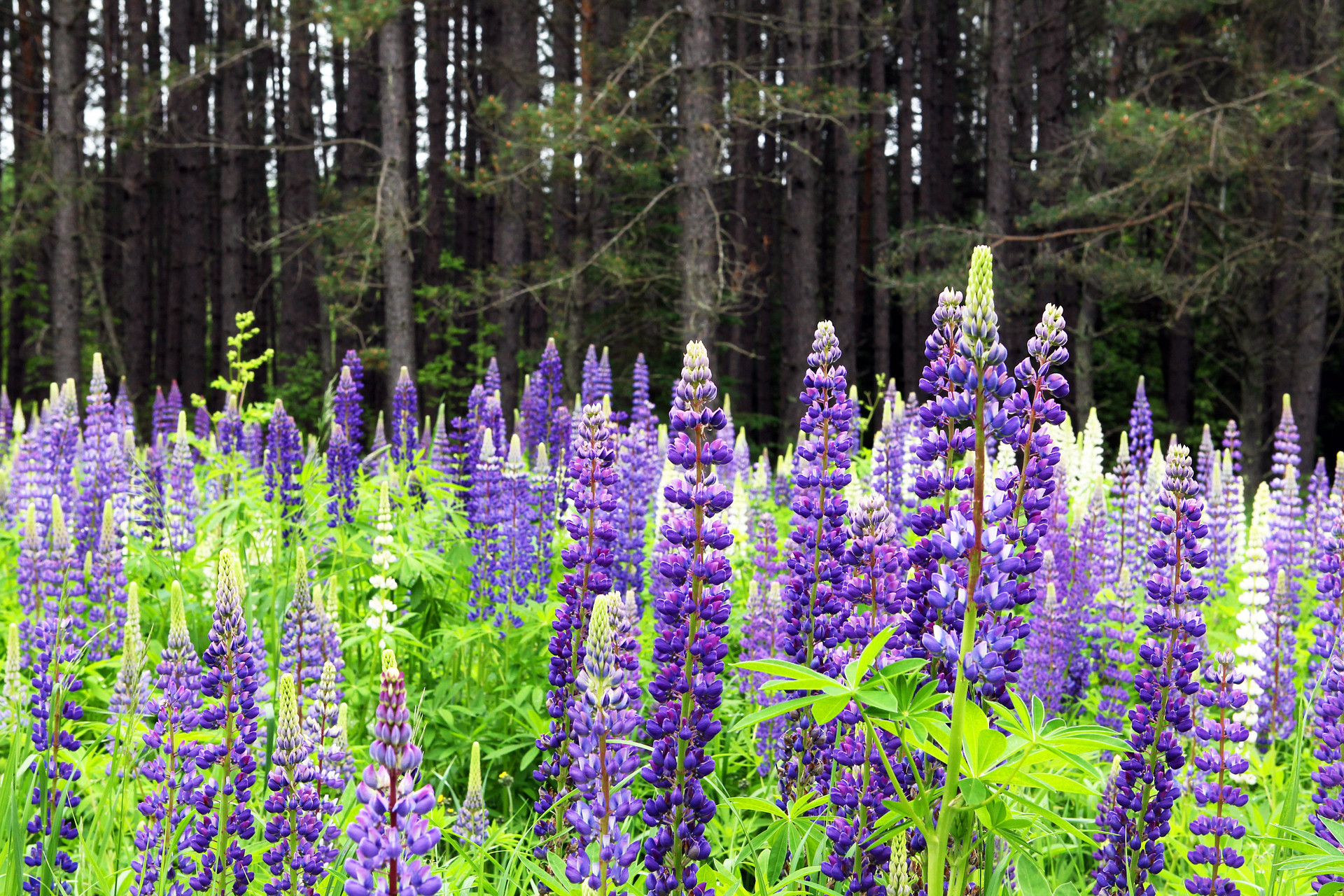 Purple lupins flood the meadows on Madeline Island, in Lake Superior.