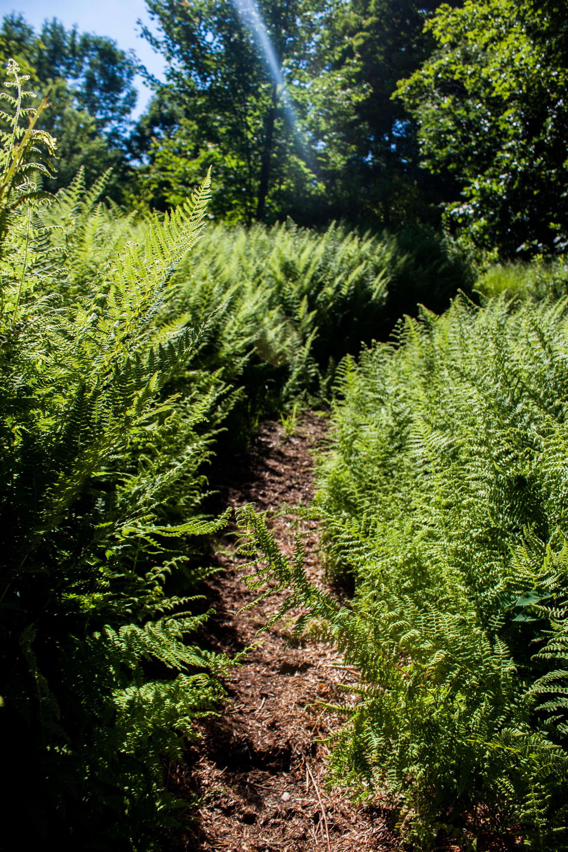 Magical hike through the ferns - Mt. Olga.