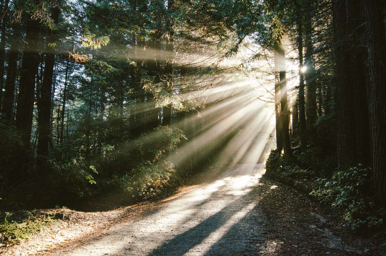 Light Rays