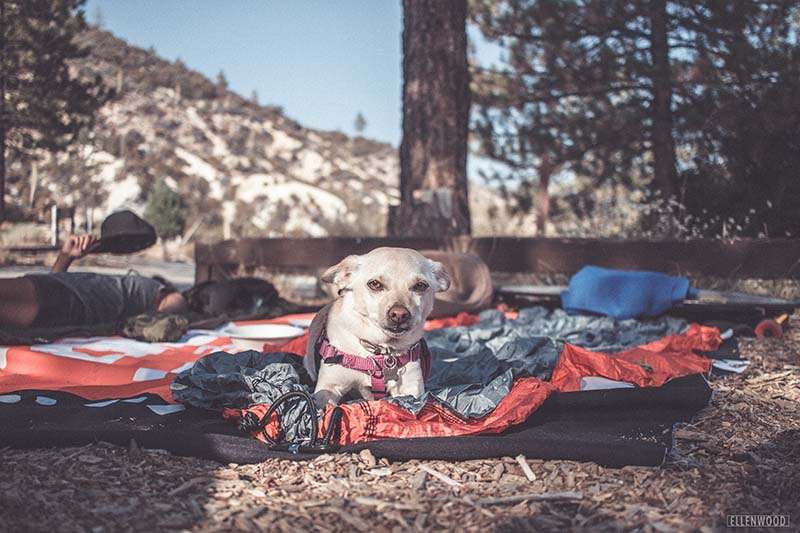meet LUCY