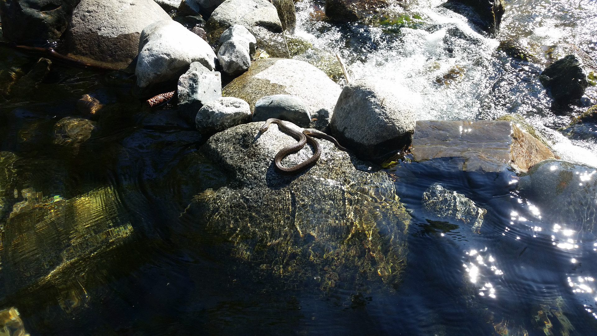 Found this little friend after swimming, He had a bigger brother that we didn't get a picture of.