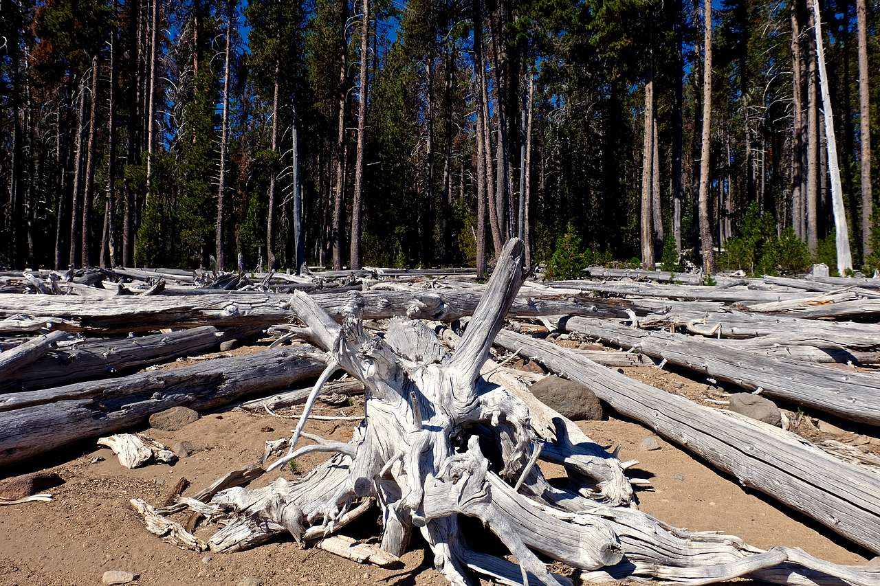 There's drift wood around these parts.