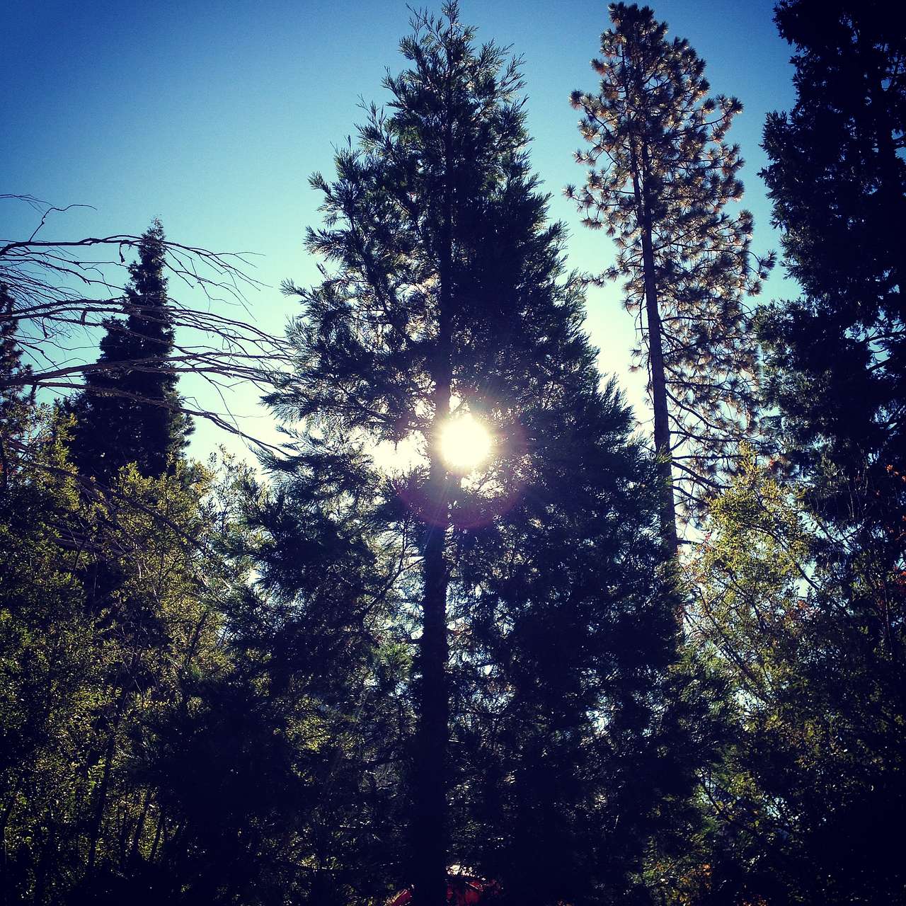 More Sun Tree