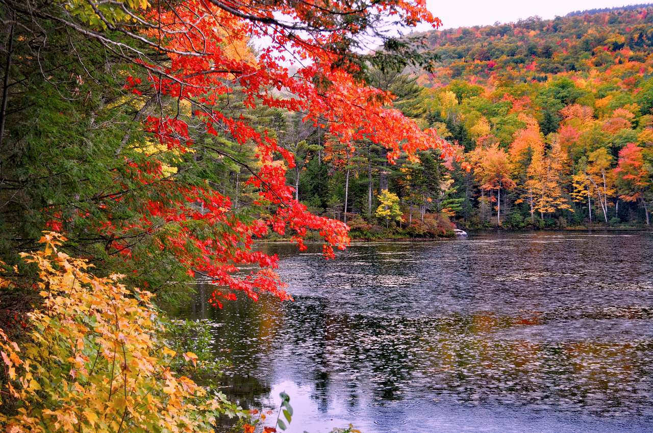 New England Foliage at it's Best!