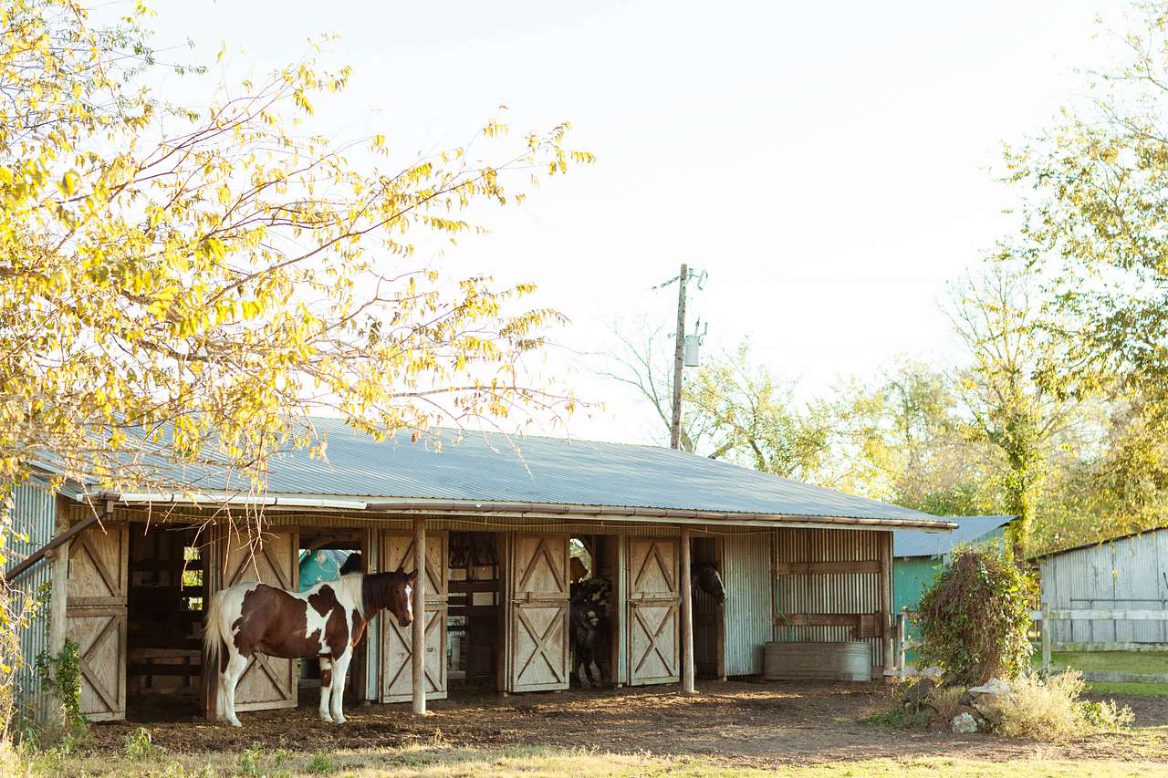 One of the horses heading into the stables