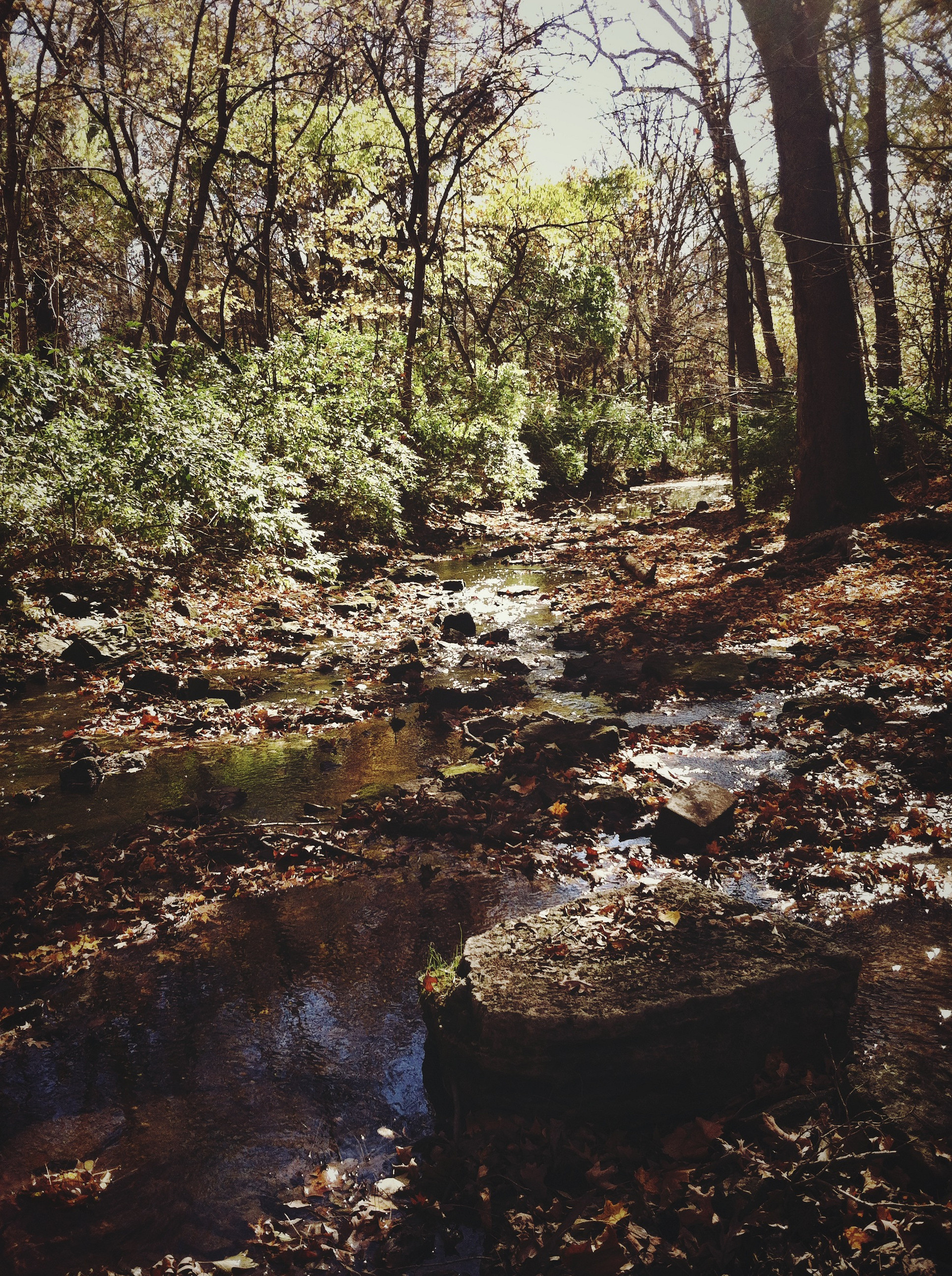 A shallow part of rock creek, near the campground. 