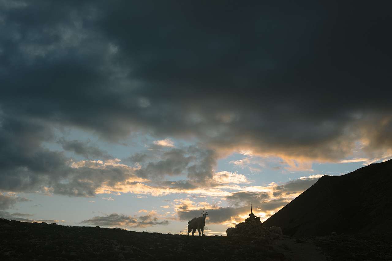 Goat at sunset. Less ominous than it might appear. 