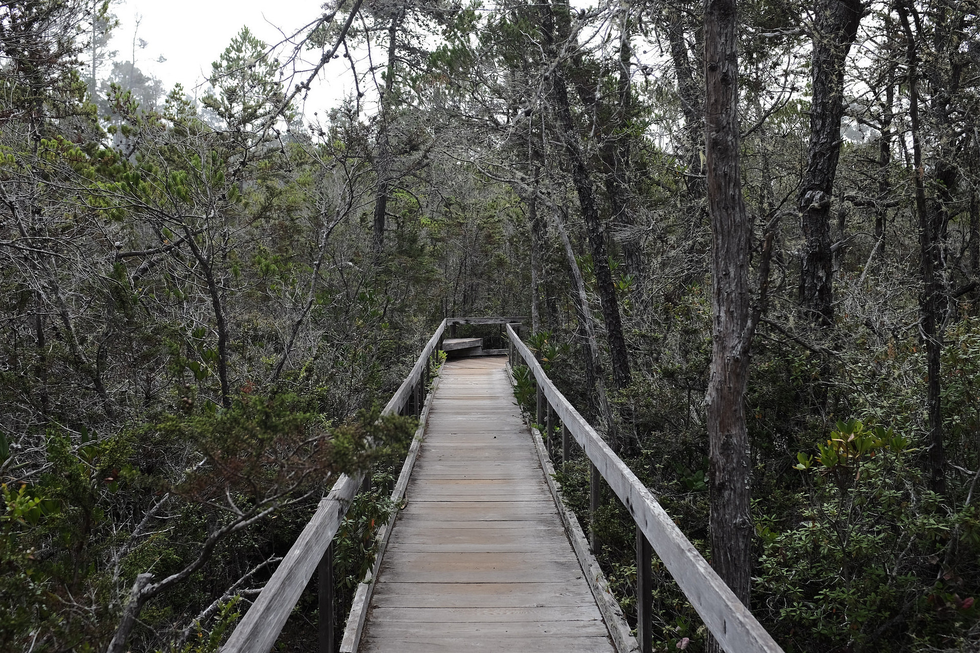 Short hike around the pygmy forest. Sort of interesting, but definitely not what I imagined
