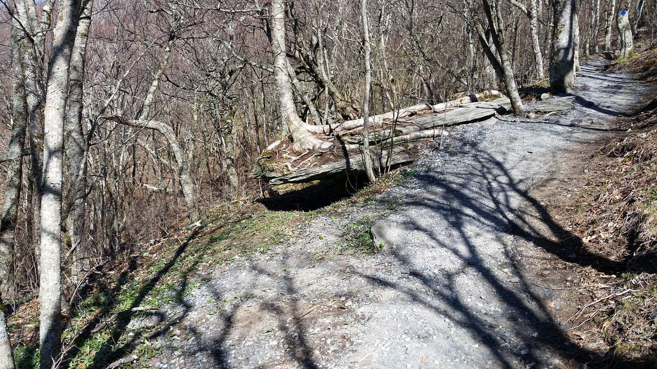 Trail to the top