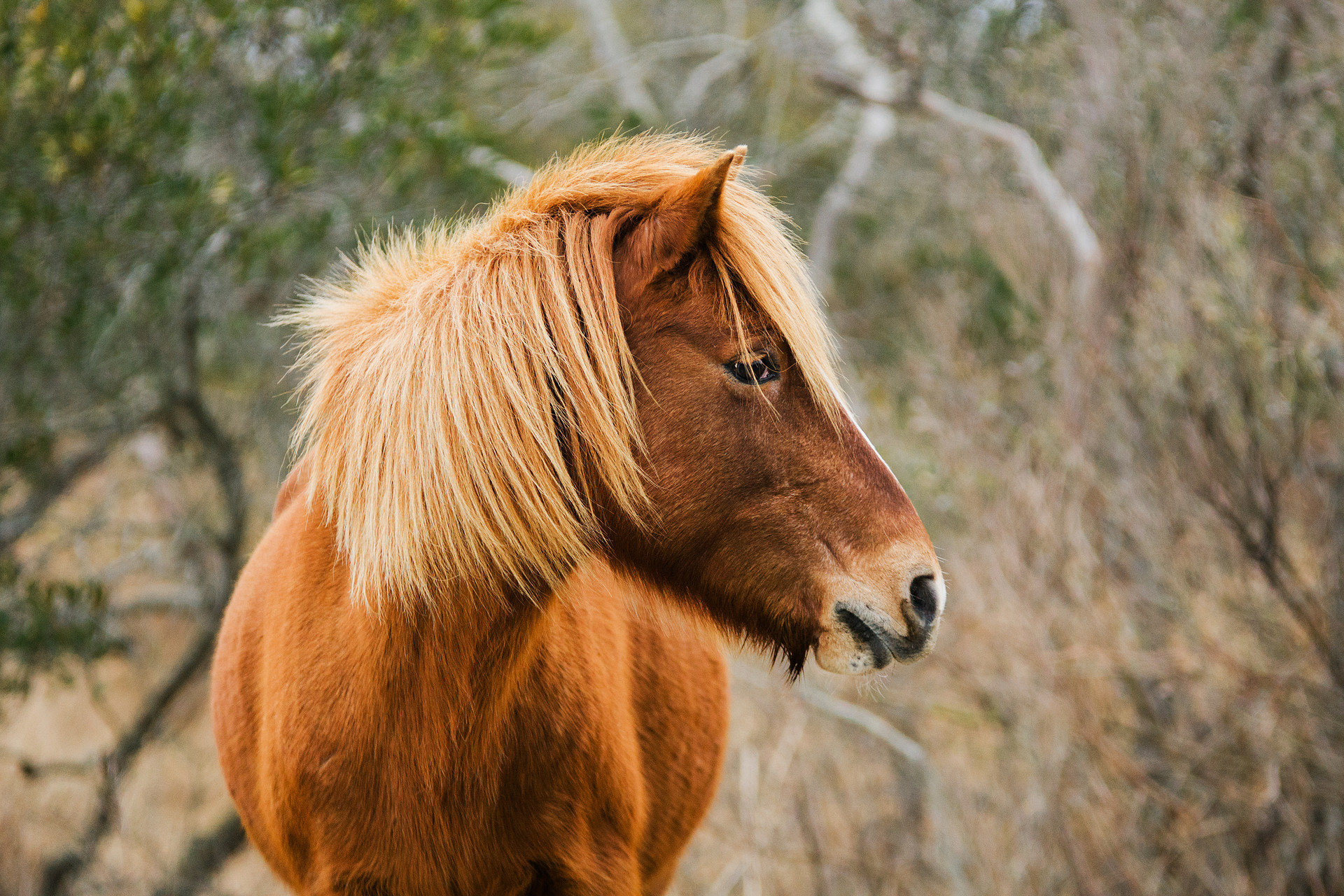 Beautiful Wild Ponies inhabit the park