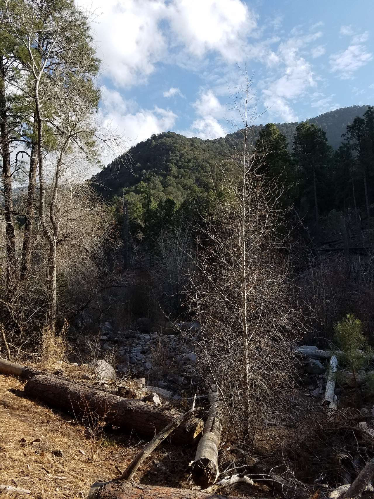 Lincoln National Forest
