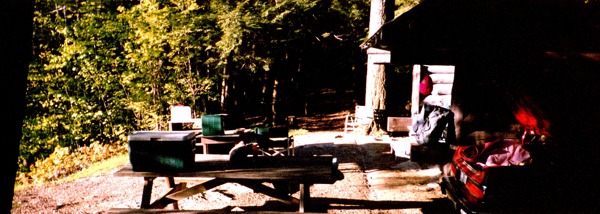 Elm