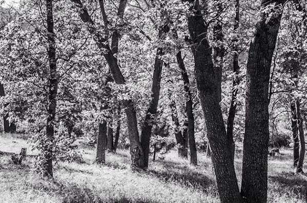 Dogwood Campground