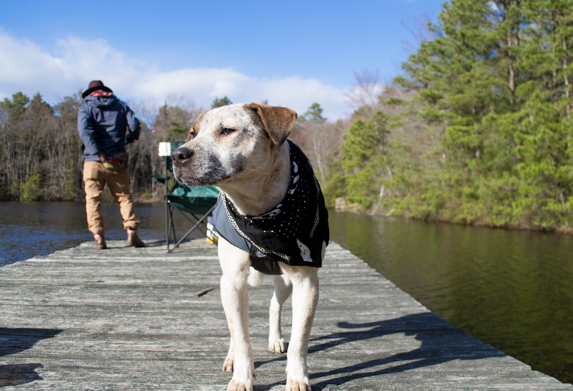 Follow us on instagram at AdventuresWithChaco to see more pictures of our cute Hound Mix Dog, Chaco! 