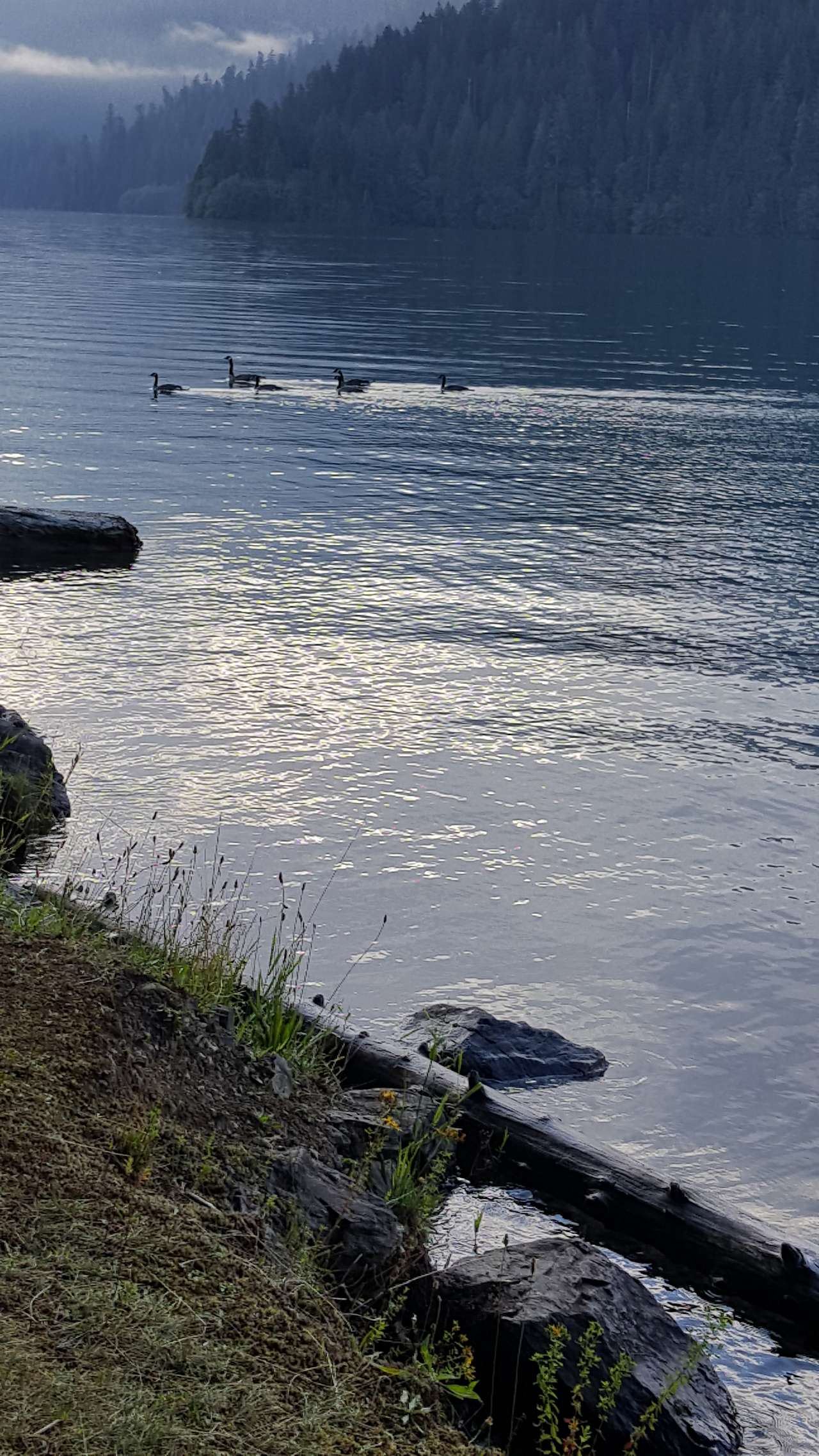 Morning swim!