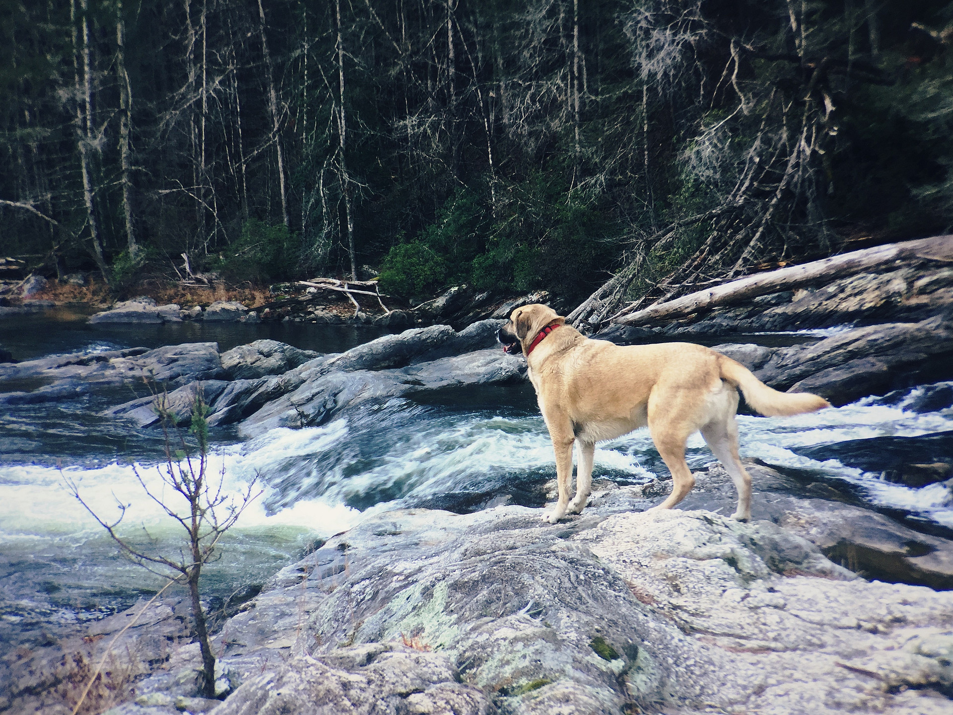 Woodall Shoals rapid in the winer time - Beautiful! 