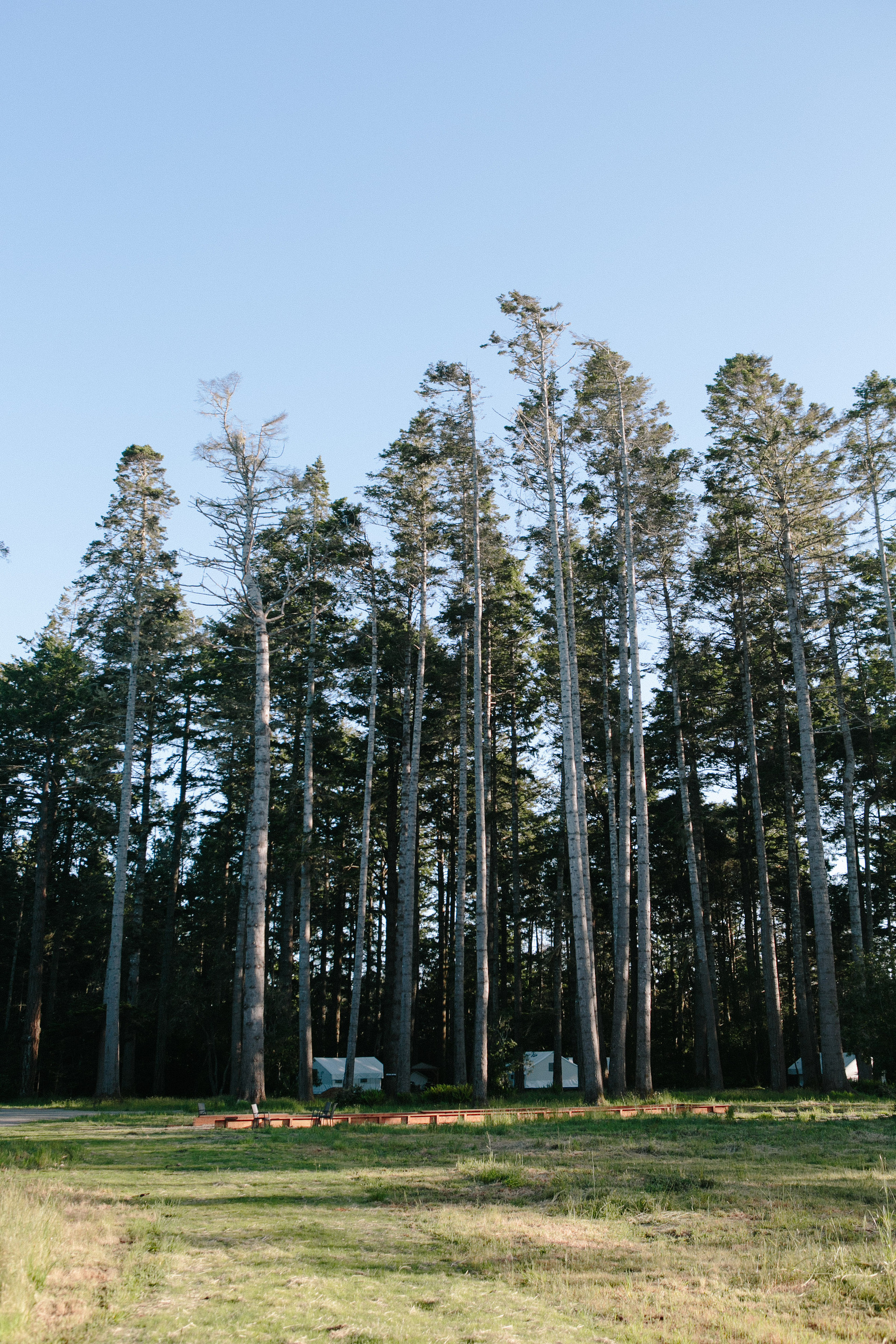 Mendocino Grove