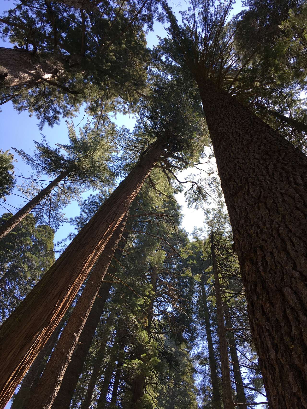 Some of the most spectacular trees I've ever seen!
