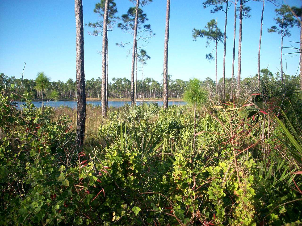 Typical campground scenery