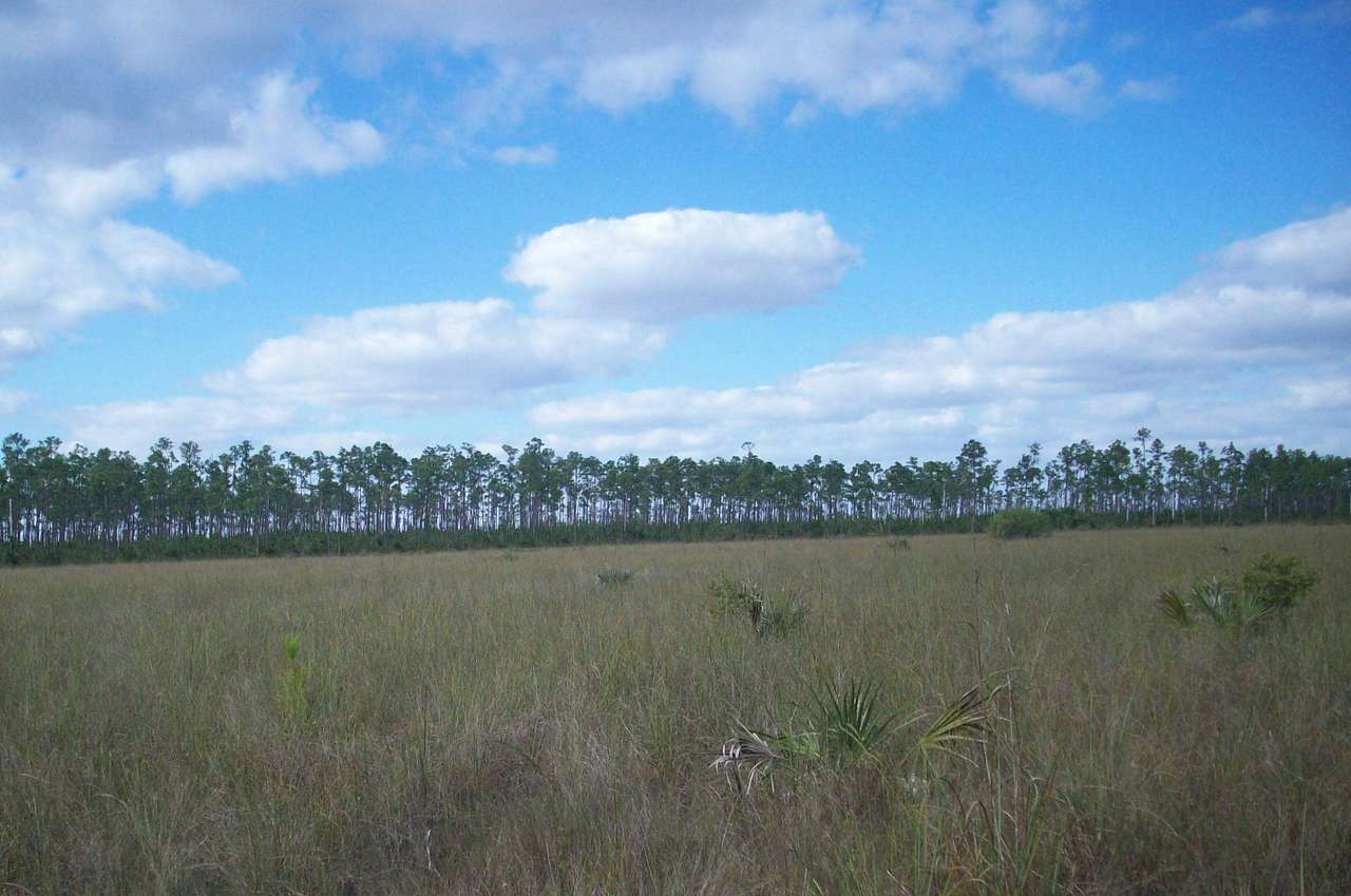 The Everglades slough