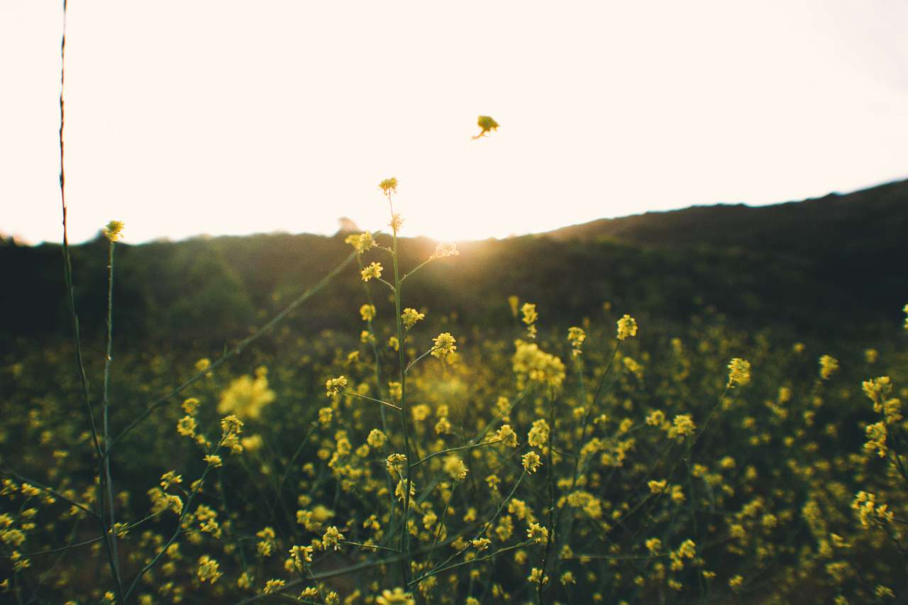 Beautiful small meadows surround the campsite loops, giving opportunity to great morning sunrise walks.