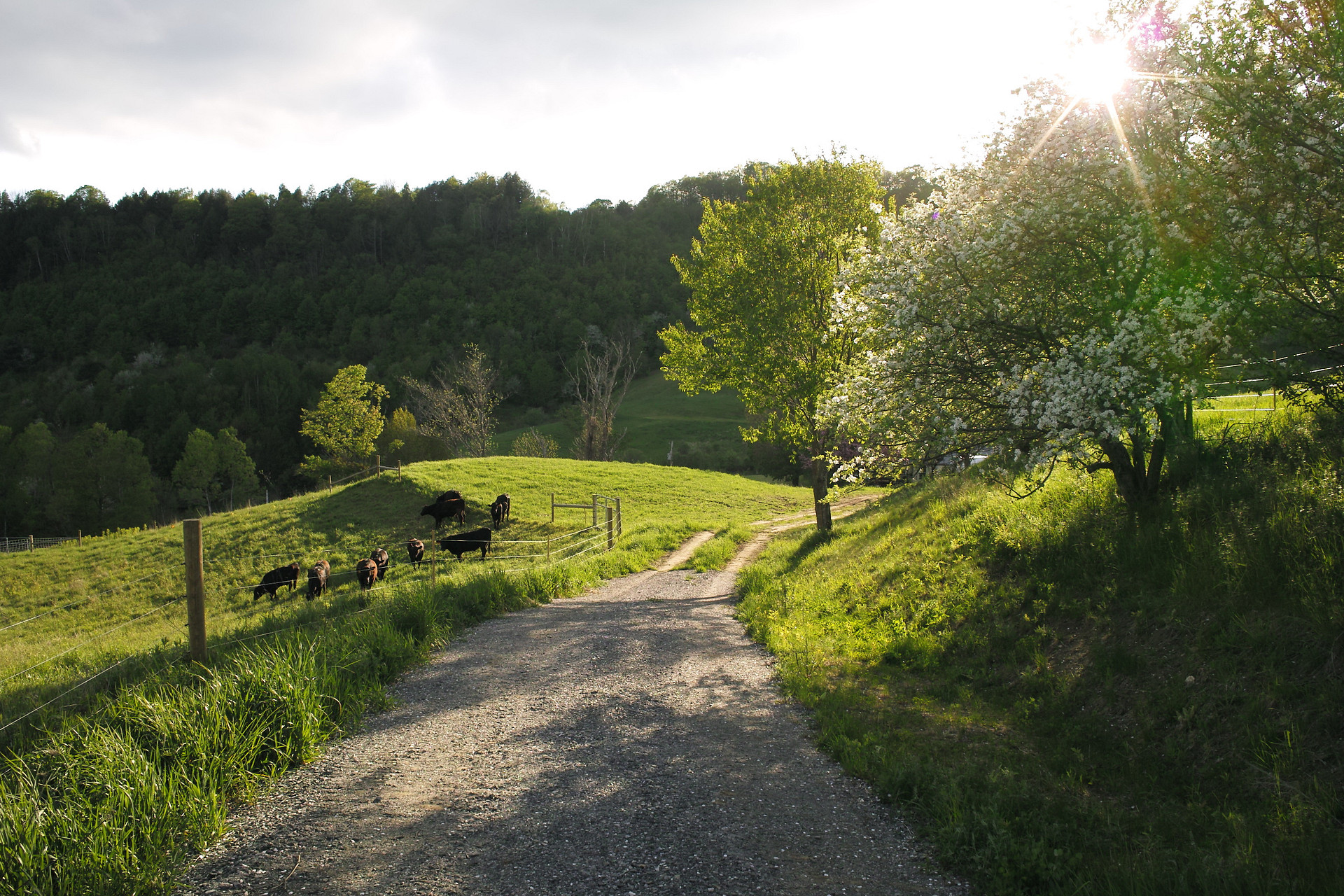 The Farm Road.