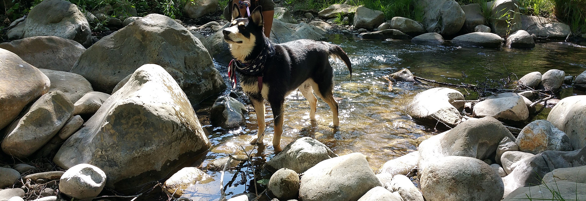 Los Padres National Forest