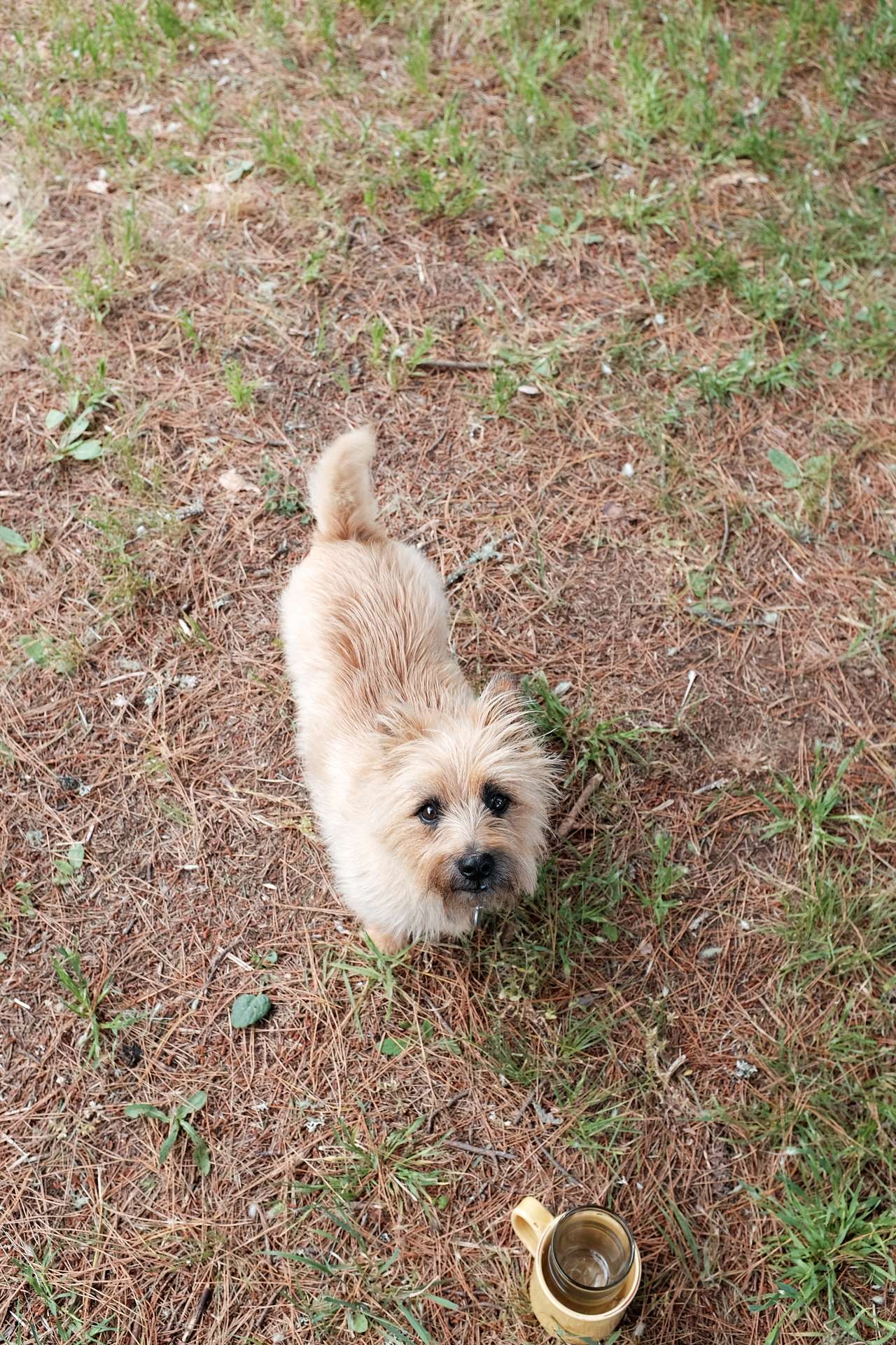 Brodie! Such a sweet lil guy
