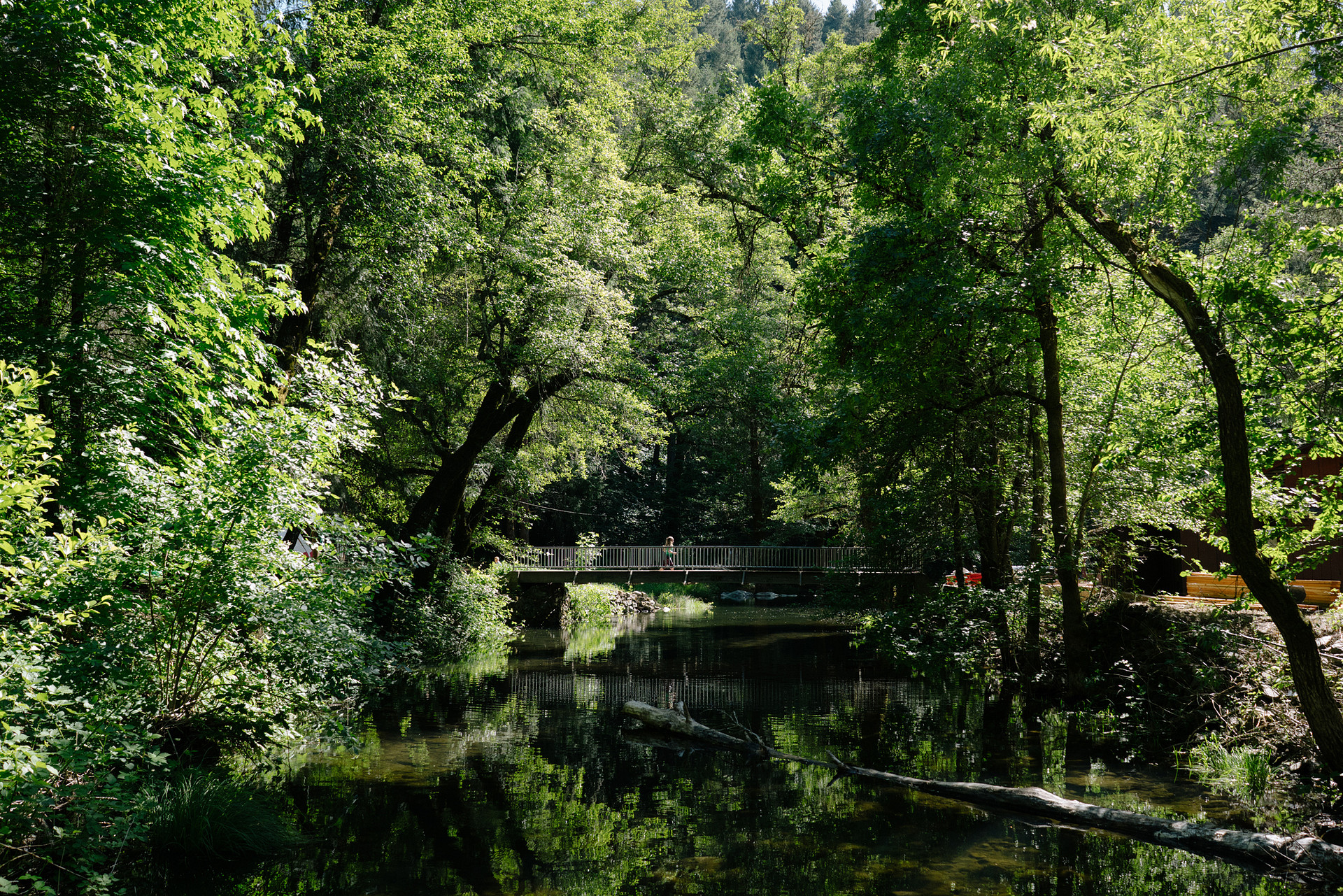 A very long stretch of creek runs through the property and a good portion of it can be accessed. Photo by Nic Castellanos.
