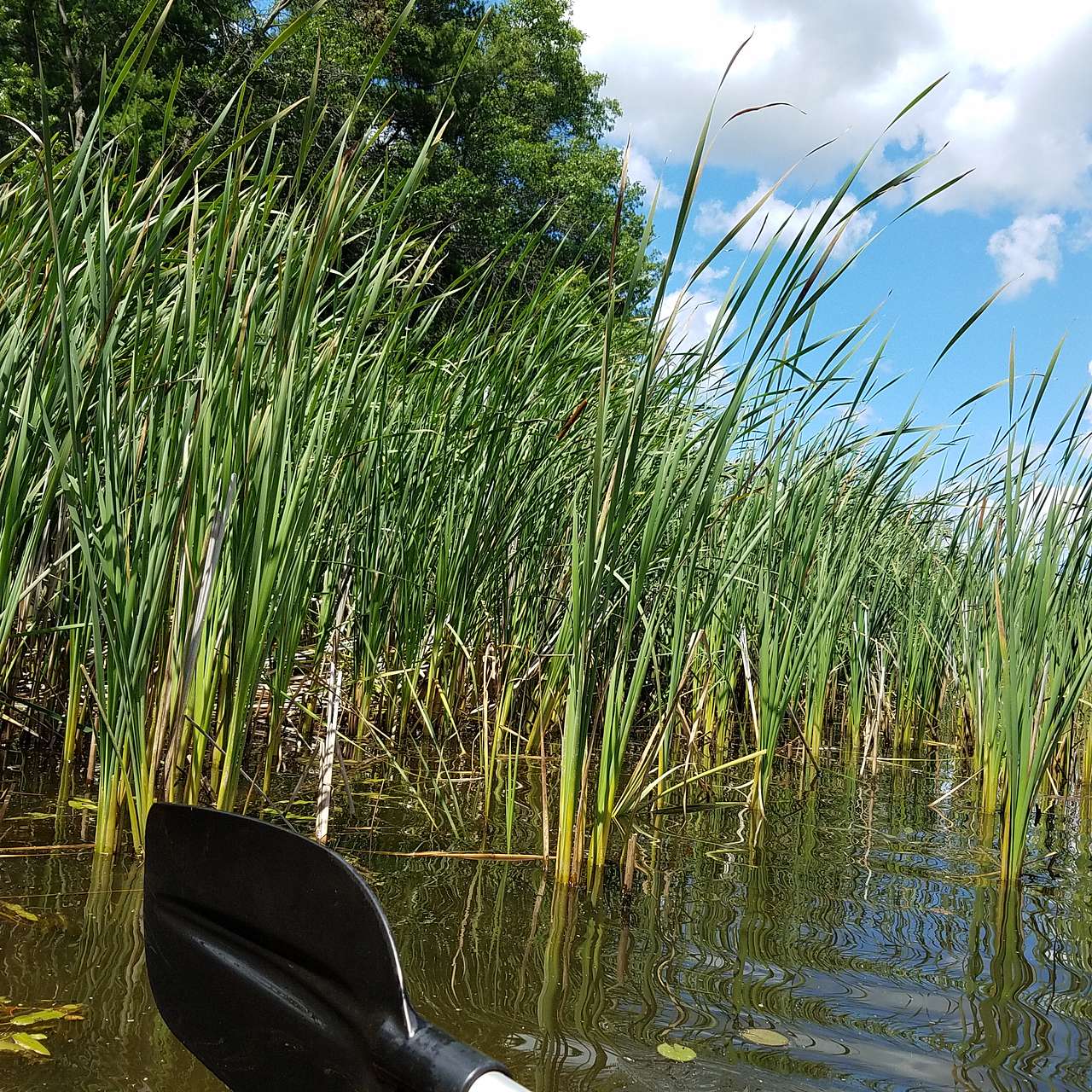 Small kayak spot.  Rentals available.  Lake was too windy the weekend I visited to kayak on.
