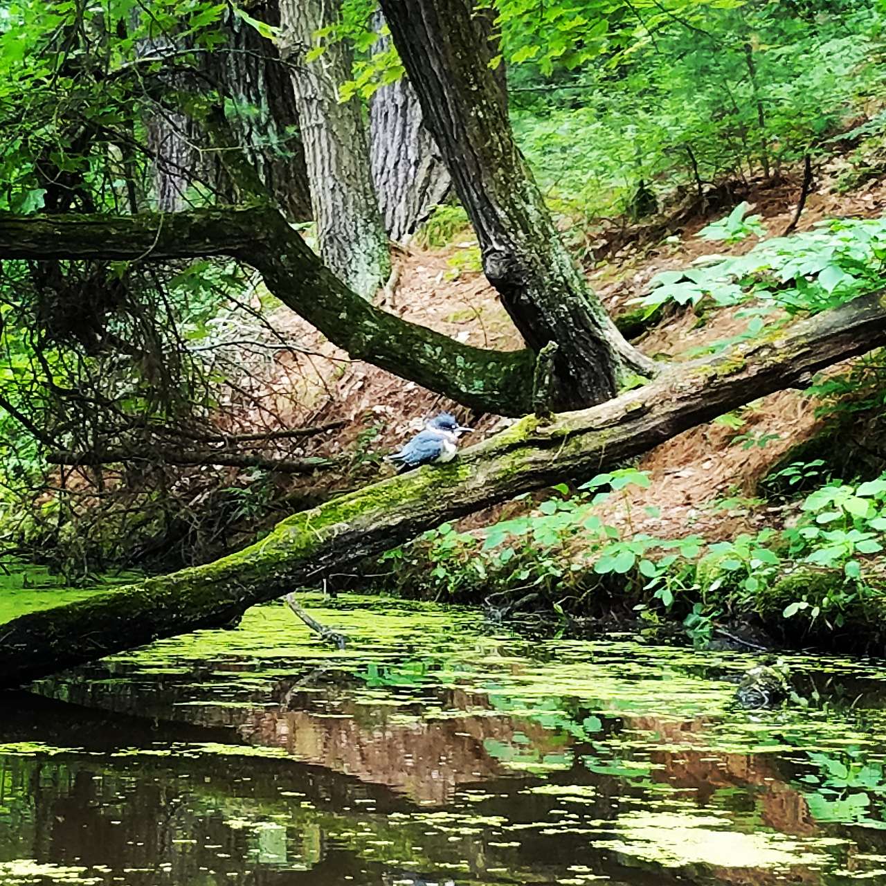 Mirror Lake Campground