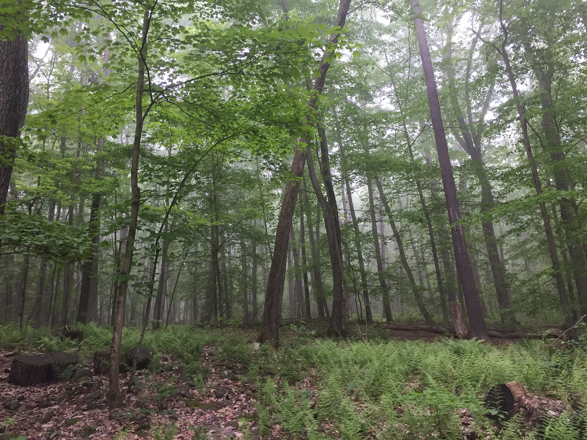 Bald Eagle State Park