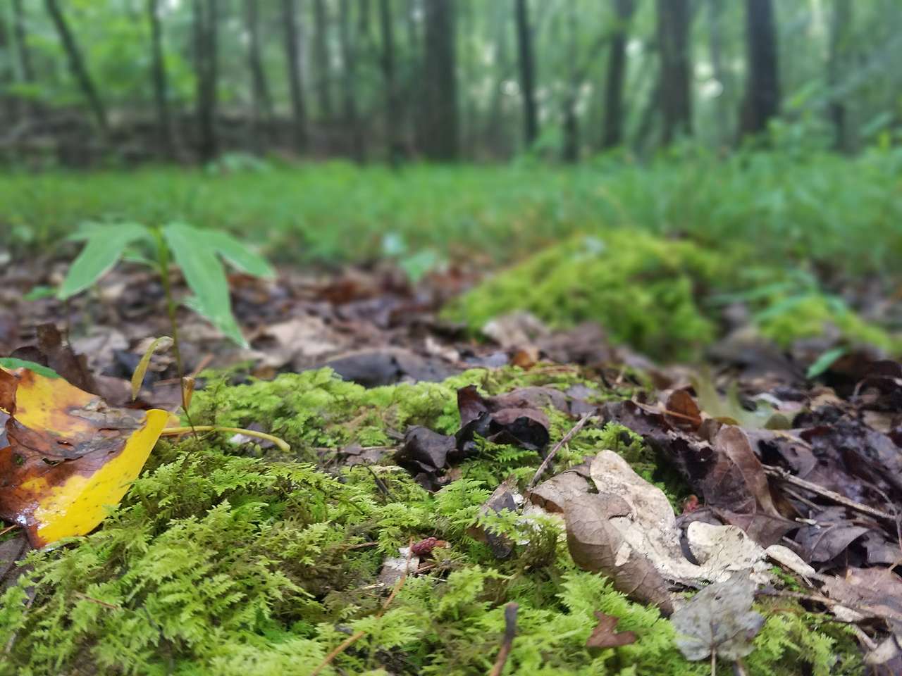 Mossy glade on a cool summer evening
