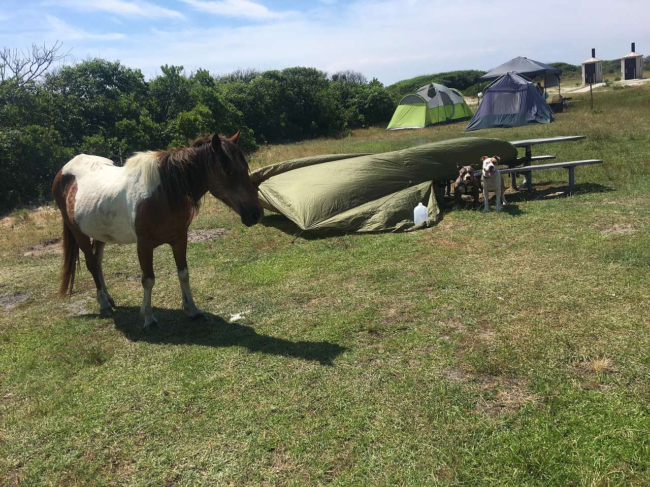 The pups enjoying their new horse friend  
