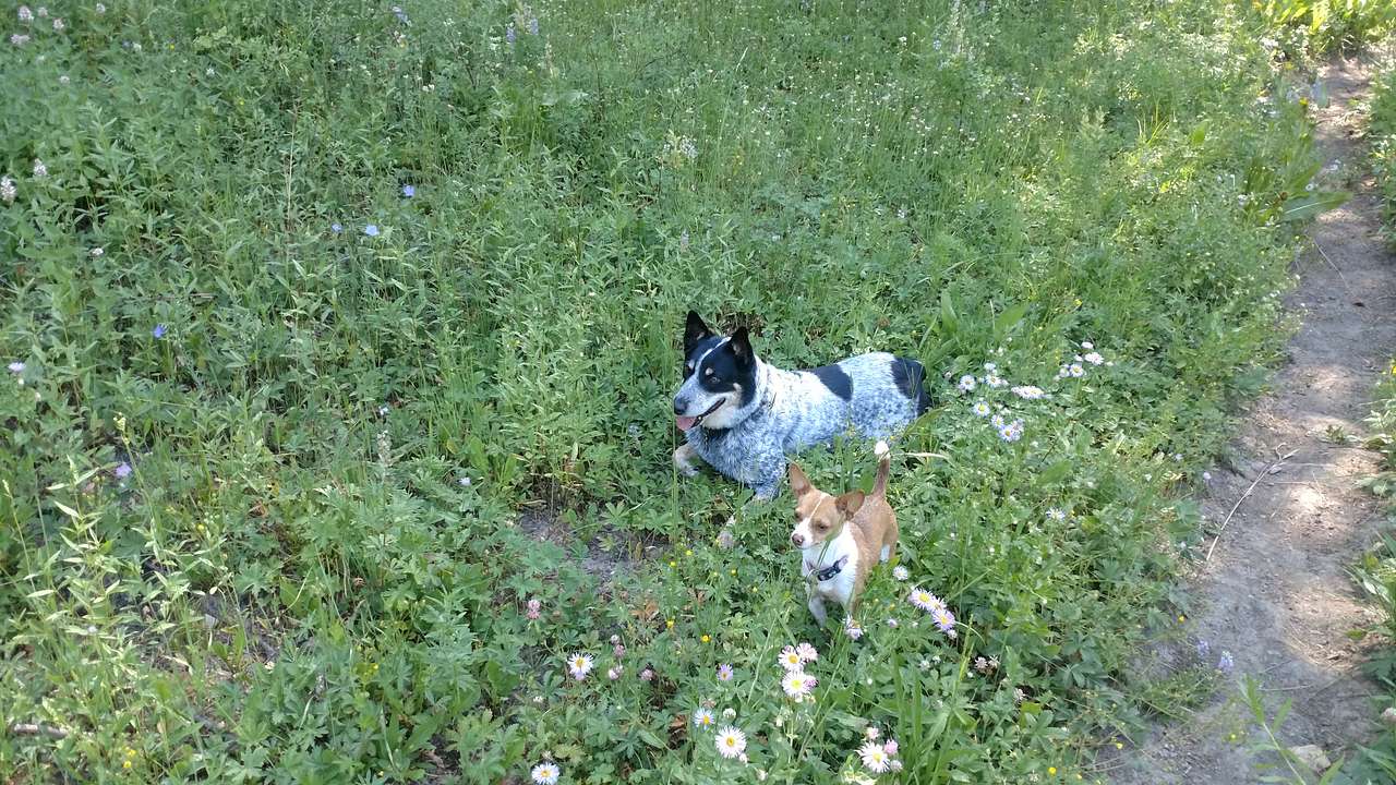 Dogs & flowers what can be better?!