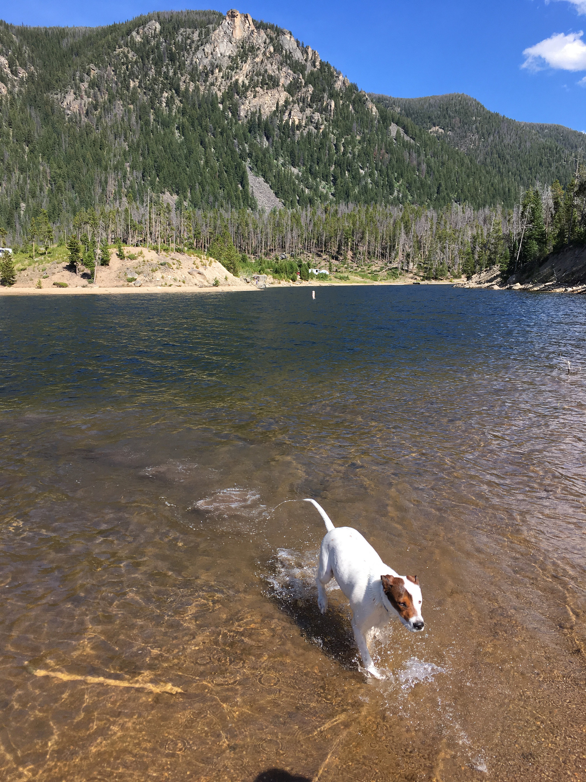 Playing fetch in Lake Granby!