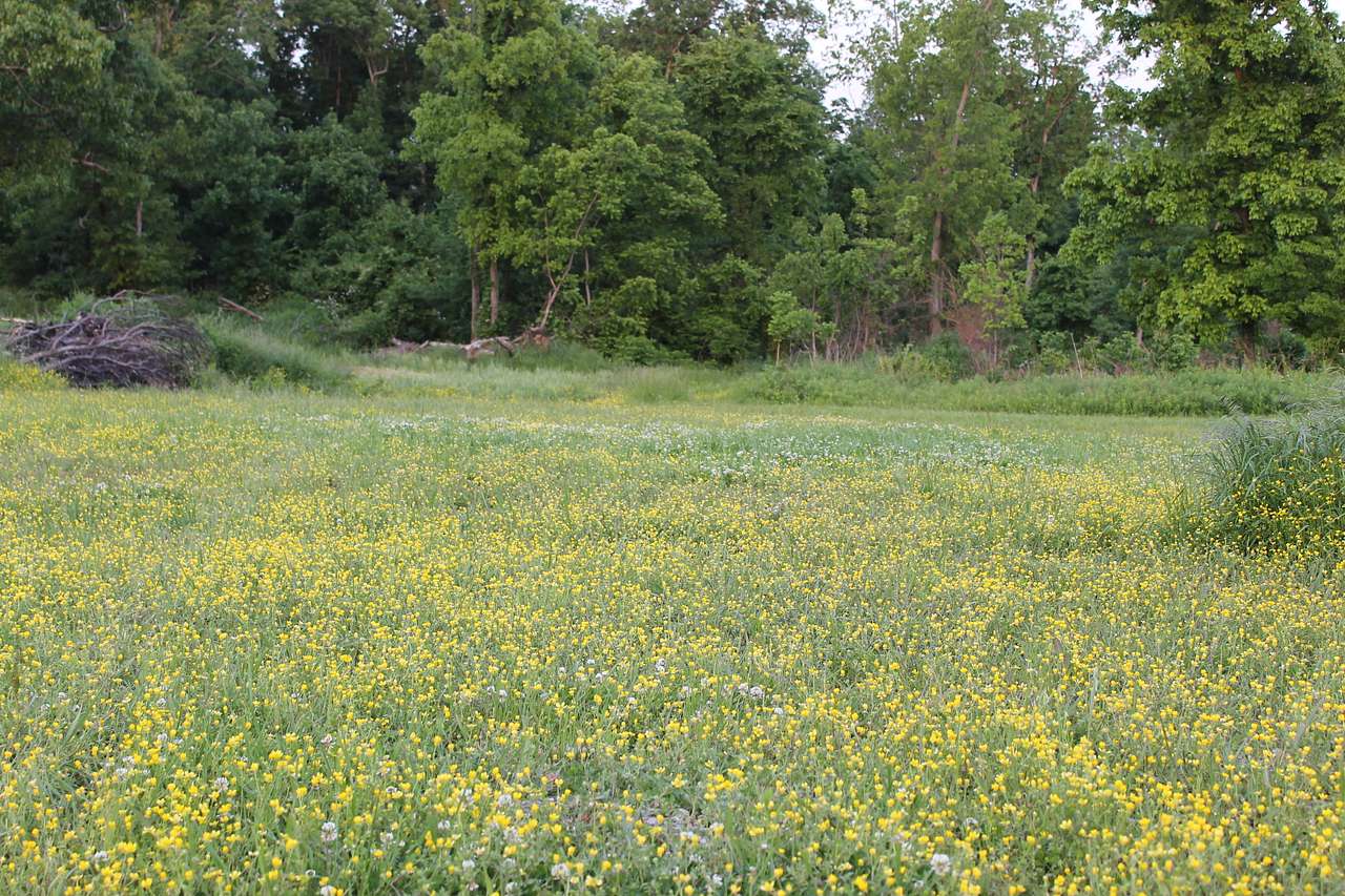 Lots of open fields with flowers. 