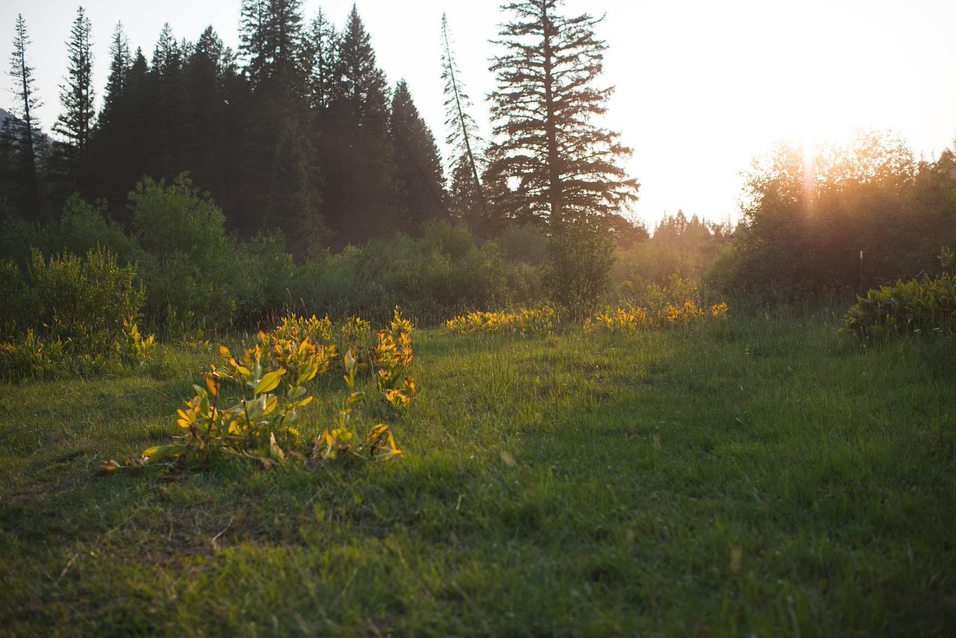 Beautiful hazy light.