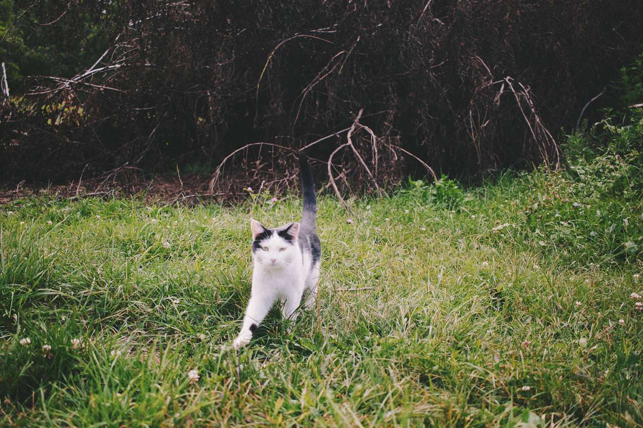 Barn kitten came to say hello!
