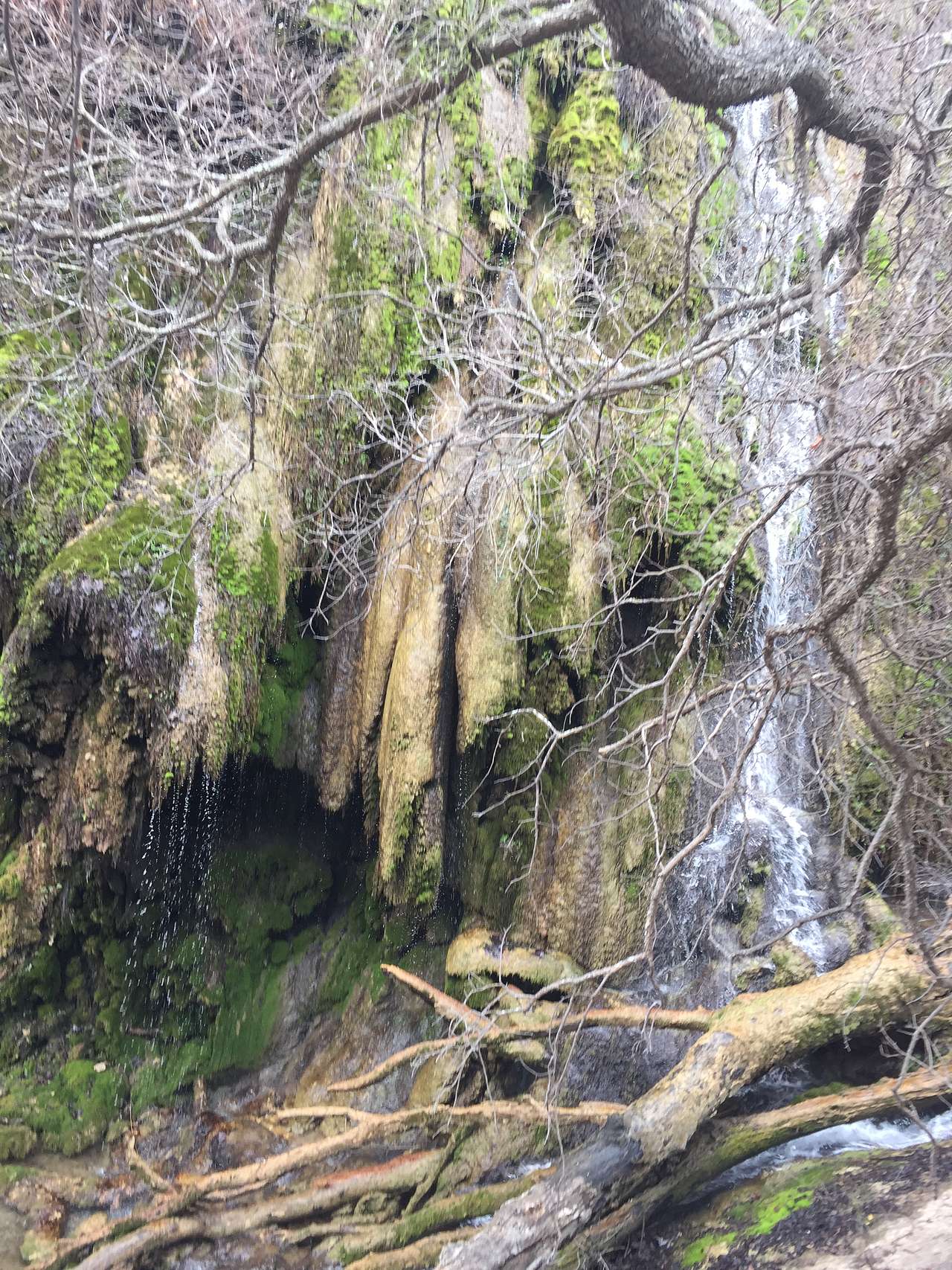 Gorman Falls. So green.