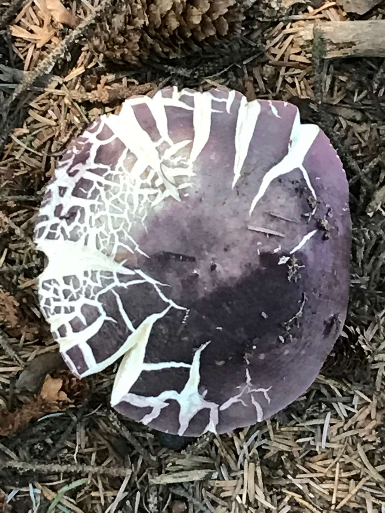 Humbug Mountain State Park