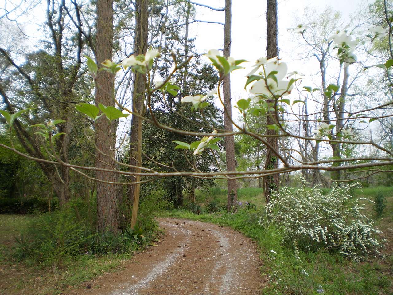 Louisiana Plantation River Bank