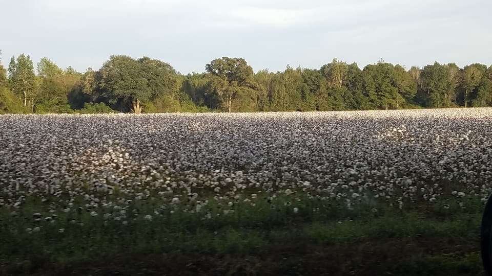 Beautiful fields of cotton on the way into the park.