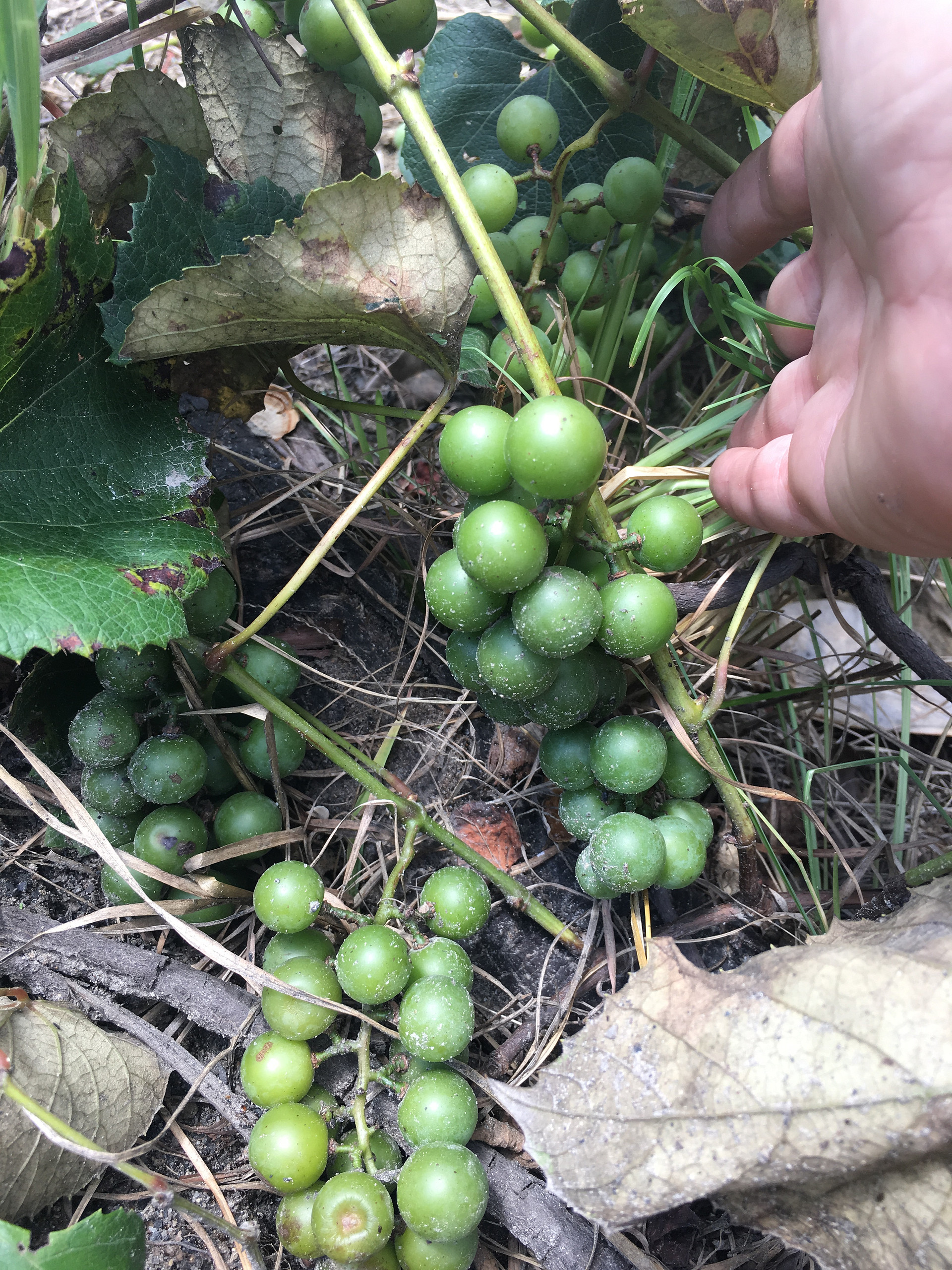 Our grapes getting ready for harvest