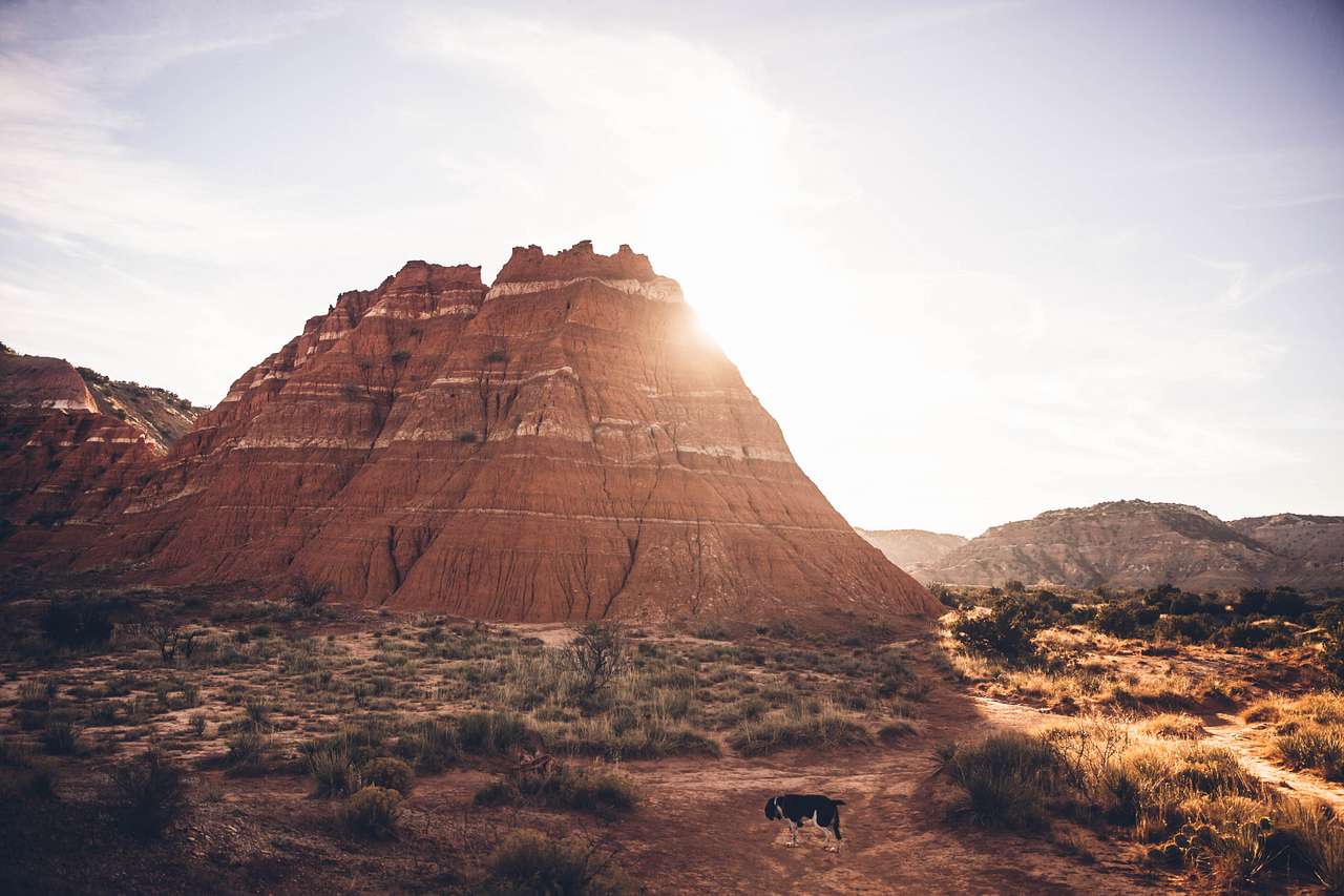 Following my dog around the Desert.