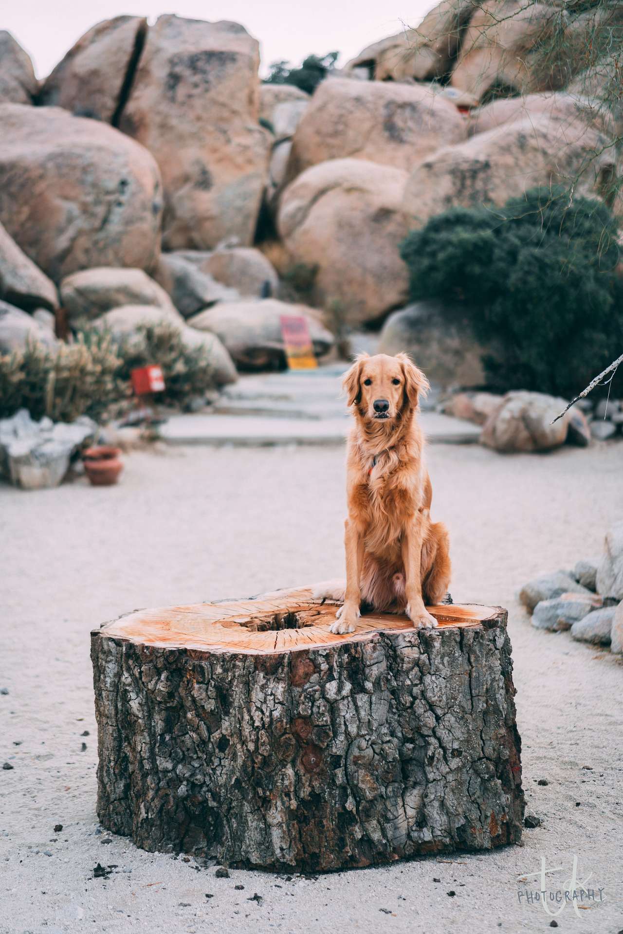 Perfect photo op. stump for humans AND dogs!