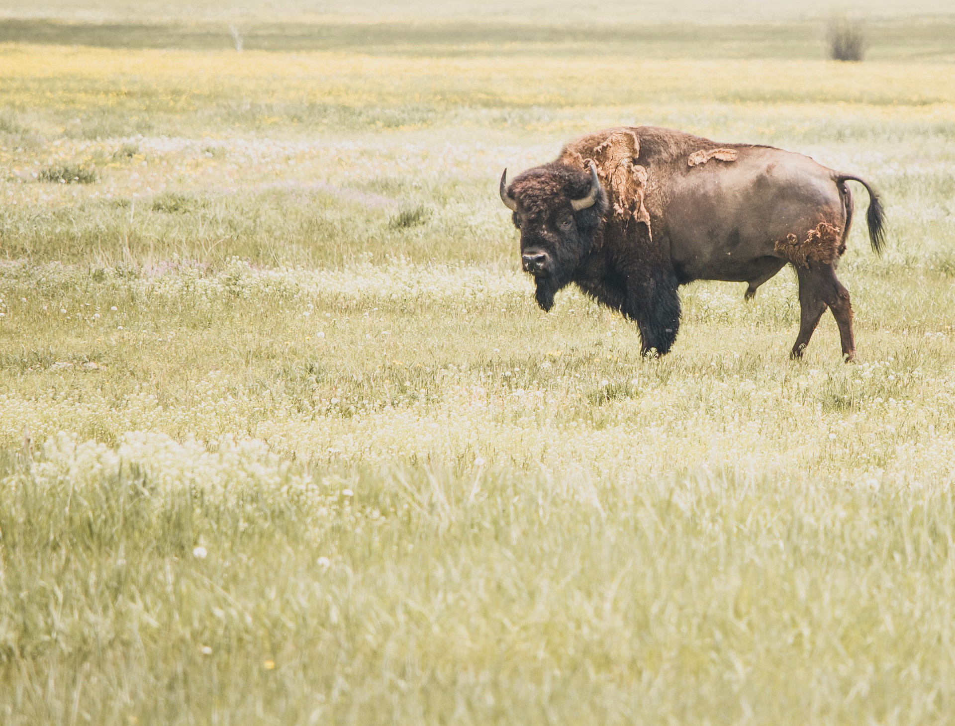 Bison roaming throughout the park 