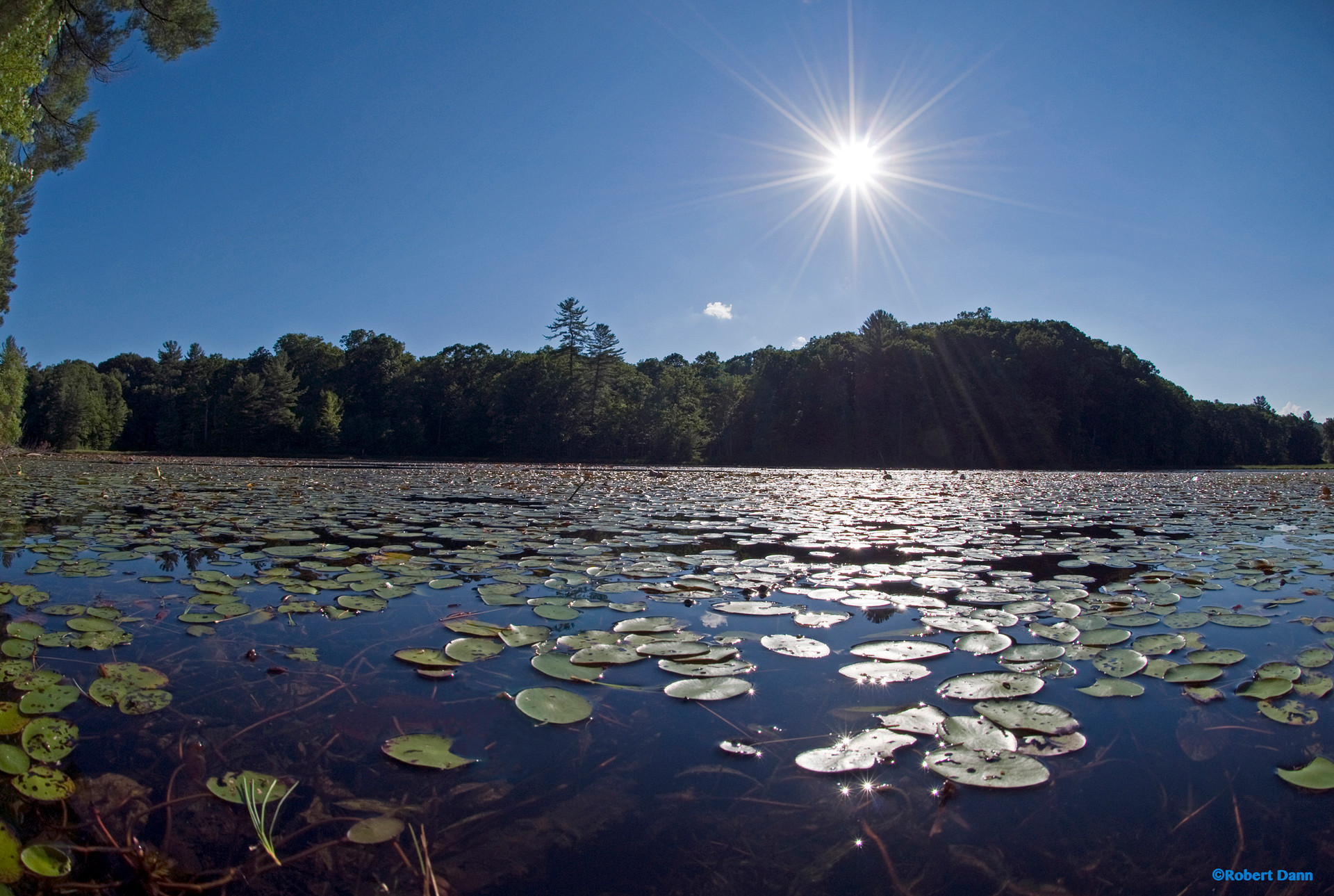 Lilly Lake